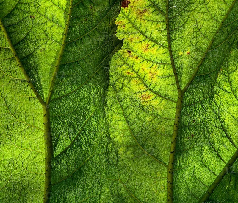 Gunnera manicata, known as Brazilian giant-rhubarb, family Gunneraceae