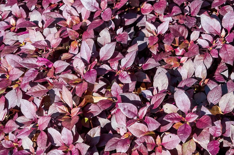 Alternanthera brasiliana, also known as large purple alternanthera, metal weed, bloodleaf, parrot leaf, ruby leaf, Brazilian joyweed, purple alternanthera, purple joyweed