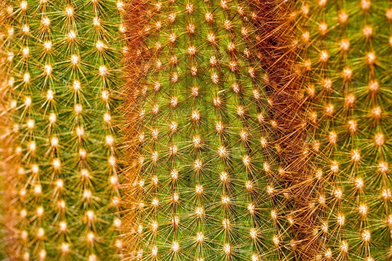 Cactus with thorns, Haageocereus dichromus