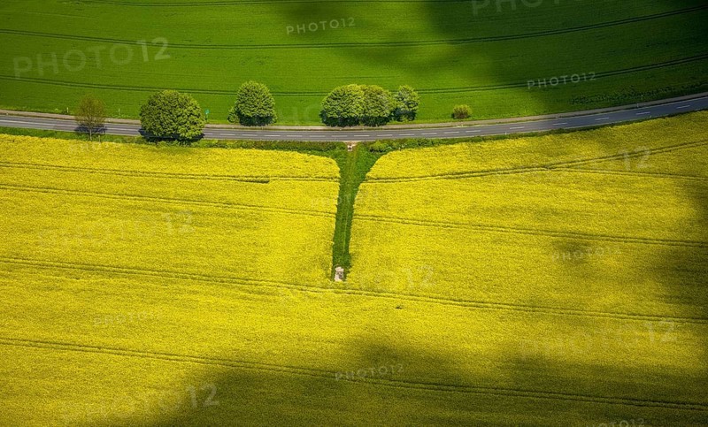 Aerial view, row of trees and rape field at Losenburger Straße, Hetterscheidt, Heiligenhaus, Ruhr area, North Rhine-Westphalia, Germany, DE, Europe, colour yellow, colour green, shapes and colours, aerial view, aerial photography, aerial photography, overview, bird's-eye view, row of trees at the roadside, overview
