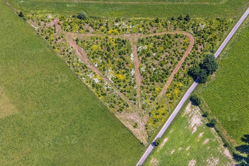 Aerial view, tree crops in triangular shape at the mountain Buchhagen, Cobbenrode, Eslohe, Sauerland, North Rhine-Westphalia, Germany, trees, DE, triangular shape, Europe, aerial view, aerial photography, aerial photography, overview, bird's-eye view, overview