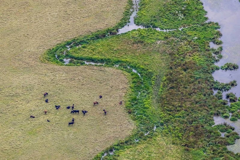 Aerial view, grazing cattle and river meander at the Kiebitzwiese nature reserve in Fröndenberg, Fröndenberg/Ruhr, Ruhr area, North Rhine-Westphalia, Germany, DE, Europe, river meanders, aerial view, aerial photography, aerial photography, overview, bird's-eye view, overview