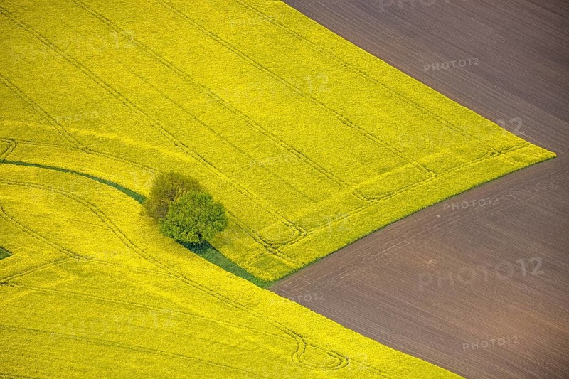 Aerial view, tree in rape field, Essen-Freisenbruch, Essen, Ruhr area, North Rhine-Westphalia, Germany, DE, Europe, colour yellow, shapes and colours, aerial view, aerial photography, aerial photography, nature, overview, bird's-eye view, meadows and fields, birds-eyes view, overview, hedgerow