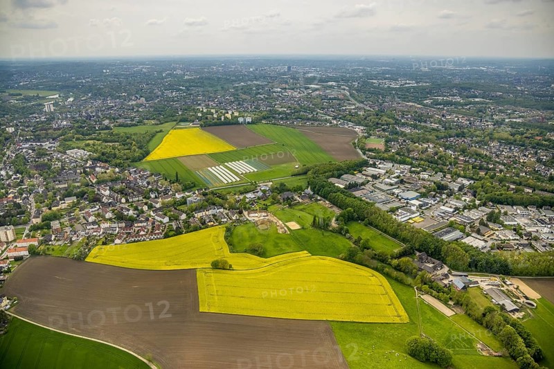 Aerial view, tree in rape field, Essen-Freisenbruch, Essen, Ruhr area, North Rhine-Westphalia, Germany, DE, Europe, colour yellow, shapes and colours, aerial view, aerial photography, aerial photography, nature, overview, bird's-eye view, meadows and fields, birds-eyes view, overview, hedgerow