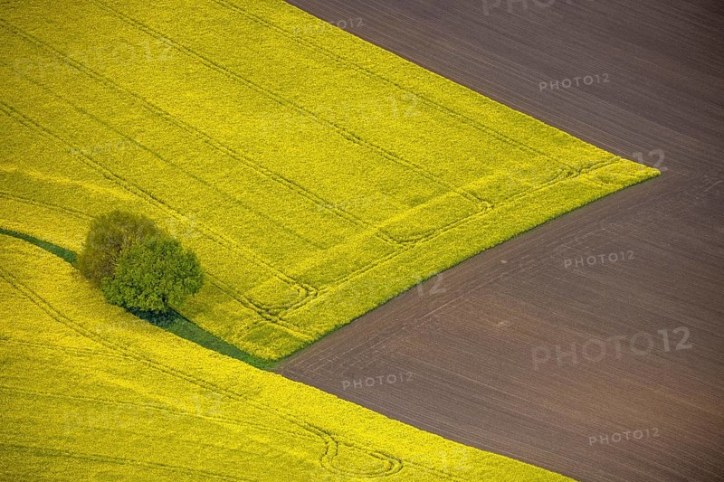 Aerial view, tree in rape field, Essen-Freisenbruch, Essen, Ruhr area, North Rhine-Westphalia, Germany, DE, Europe, colour yellow, shapes and colours, aerial view, aerial photography, aerial photography, nature, overview, bird's-eye view, meadows and fields, birds-eyes view, overview, hedgerow
