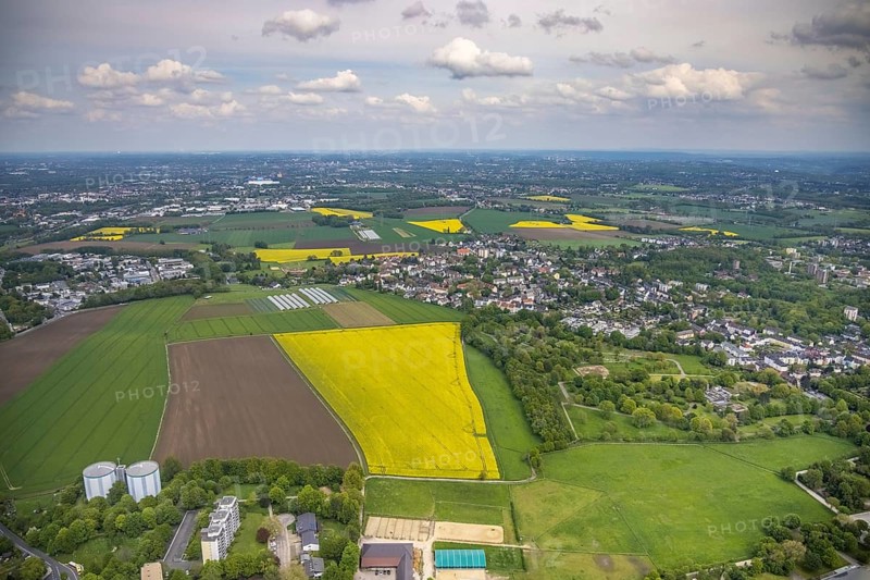 Aerial view, rape fields, Essen-Freisenbruch, Essen, Ruhr area, North Rhine-Westphalia, Germany, DE, Europe, colour yellow, shapes and colours, aerial view, aerial photography, aerial photography, nature, overview, bird's-eye view, meadows and fields, birds-eyes view, overview