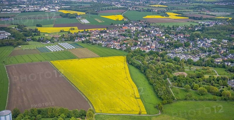 Aerial view, rape fields, Essen-Freisenbruch, Essen, Ruhr area, North Rhine-Westphalia, Germany, DE, Europe, colour yellow, shapes and colours, aerial view, aerial photography, aerial photography, nature, overview, bird's-eye view, meadows and fields, birds-eyes view, overview