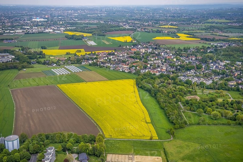 Aerial view, rape fields, Essen-Freisenbruch, Essen, Ruhr area, North Rhine-Westphalia, Germany, DE, Europe, colour yellow, shapes and colours, aerial view, aerial photography, aerial photography, nature, overview, bird's-eye view, meadows and fields, birds-eyes view, overview