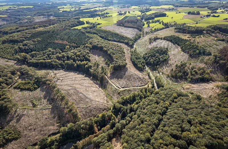 Aerial photo, forest damage in the Windgarten district of Ennepetal, Ruhr area, North Rhine-Westphalia, Germany, tree death, bark beetle damage, bark beetle plague, DE, Ennepetal, Europe, spruce death, clear-cutting, aerial photo, aerial photography, aerial photography, overview, bird's-eye view, forest, forest damage, forest dieback, birds-eyes view, overview