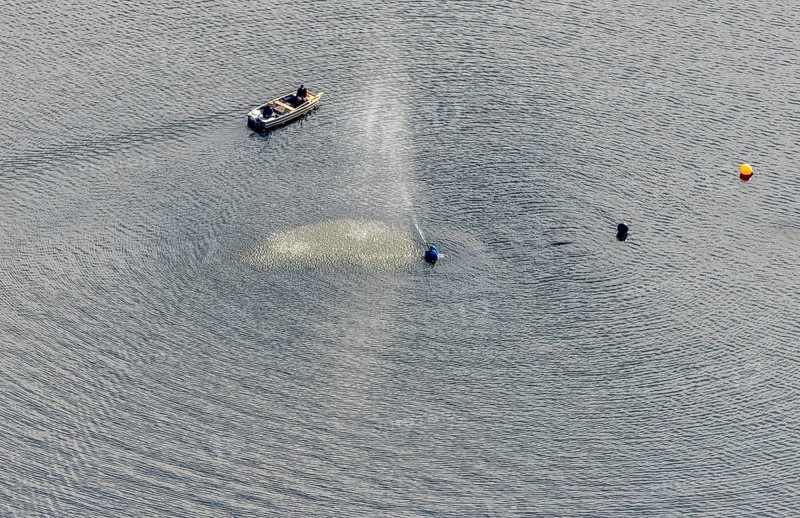 Aerial view, Ennepetalsperre and boat with water fountain in the district Altenbreckerfeld in Breckerfeld, Ruhr area, North Rhine-Westphalia, Germany, Breckerfeld, DE, Europe, aerial view, aerial photography, aerial photography, dam, overview, bird's eye view, birds-eyes view, overview