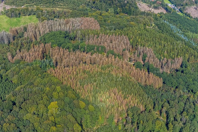 Aerial photograph, forest damage and forest dieback in the district of Rüggeberg in Ennepetal, Ruhr area, North Rhine-Westphalia, Germany, tree dieback, bark beetle damage, bark beetle plague, DE, Ennepetal, Europe, spruce dieback, clear-cutting, aerial photograph, aerial photography, aerial photography, overview, bird's-eye view, forest, forest damage, forest dieback, birds-eyes view, overview