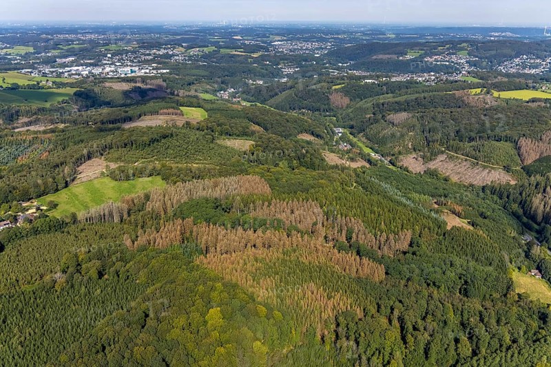 Aerial photograph, forest damage and forest dieback in the district of Rüggeberg in Ennepetal, Ruhr area, North Rhine-Westphalia, Germany, tree dieback, bark beetle damage, bark beetle plague, DE, Ennepetal, Europe, spruce dieback, clear-cutting, aerial photograph, aerial photography, aerial photography, overview, bird's-eye view, forest, forest damage, forest dieback, birds-eyes view, overview