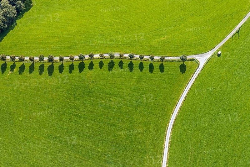 Aerial view, tree avenue Mittelhesterberg in the district Rüggeberg in Ennepetal, Ruhr area, North Rhine-Westphalia, Germany, tree avenue, tree row, tree row at the roadside, tree series, DE, Ennepetal, Europe, shapes and colours, aerial view, aerial photography, aerial photography, overview, bird's-eye view, overview