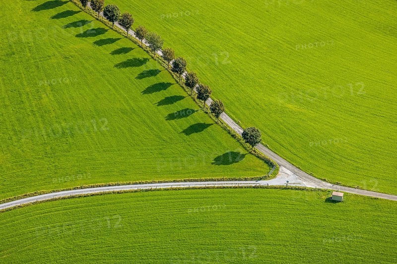 Aerial view, tree avenue Mittelhesterberg in the district Rüggeberg in Ennepetal, Ruhr area, North Rhine-Westphalia, Germany, tree avenue, tree row, tree row at the roadside, tree series, DE, Ennepetal, Europe, shapes and colours, aerial view, aerial photography, aerial photography, overview, bird's-eye view, overview