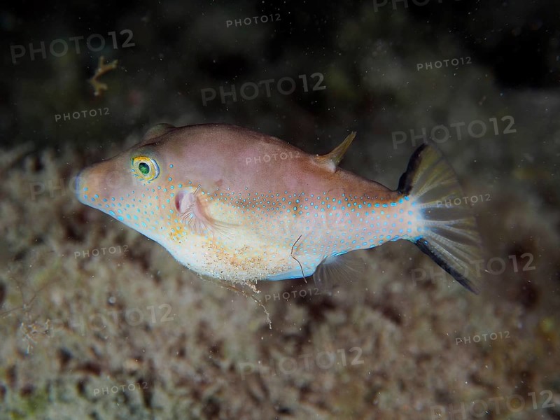 A pointed pufferfish (Canthigaster rostrata) hovers above the sandy seabed. Dive site El Cabron marine reserve, Arinaga, Gran Canaria, Spain, Atlantic Ocean