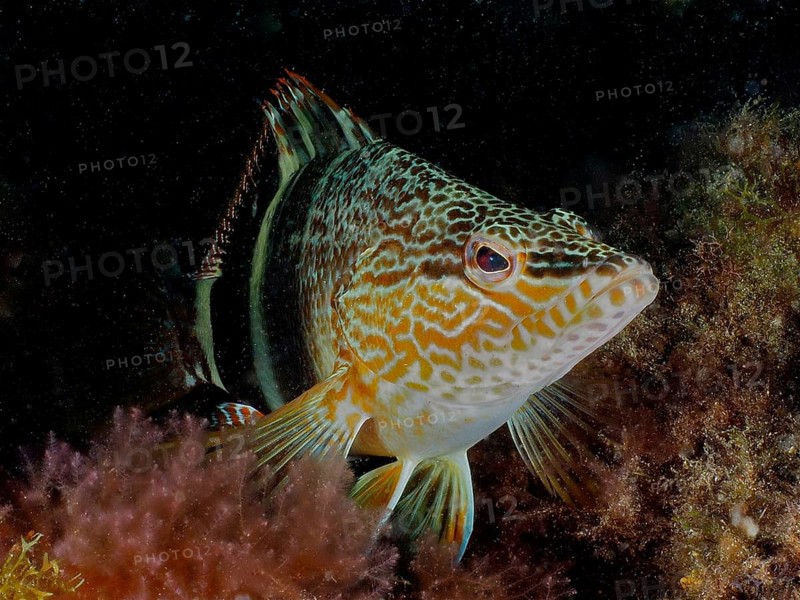 A scribefish (Serranus scriba) rests on algae in the underwater world. Dive site El Cabron marine reserve, Arinaga, Gran Canaria, Spain, Atlantic Ocean