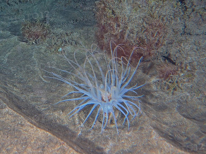 A cylindrical rose (Pachycerianthus) unfurls its tentacles on the seabed. Dive site El Cabron marine reserve, Arinaga, Gran Canaria, Spain, Atlantic Ocean