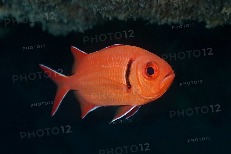 Red coloured fish with a prominent eye, Jacobus soldierfish (Myripristis jacobus), floating and alive. Dive site El Cabron Marine Reserve, Arinaga, Gran Canaria, Spain, Atlantic Ocean
