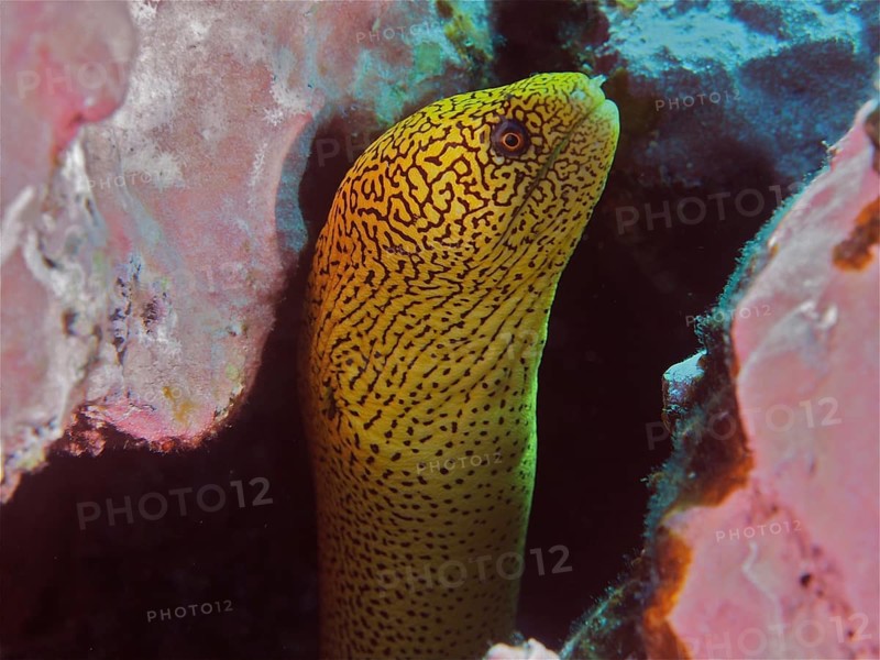 Golden-tailed moray eel (Gymnothorax miliaris) hiding in a cave in the reef, bright yellow with black patterns. Dive site Salemera, La Palma, Canary Islands, Spain, Atlantic Ocean