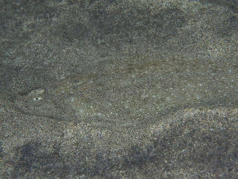 A flatfish, dog tongue (Symphurus insularis) is perfectly camouflaged on the sandy seabed, barely recognisable. Dive site El Cabron Marine Reserve, Arinaga, Gran Canaria, Spain, Atlantic Ocean
