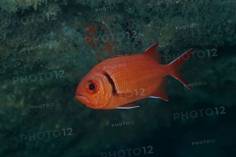 Bright red Jacobus soldierfish (Myripristis jacobus) floating in the clear water, eyes clearly visible. Dive site El Cabron marine reserve, Arinaga, Gran Canaria, Spain, Atlantic Ocean
