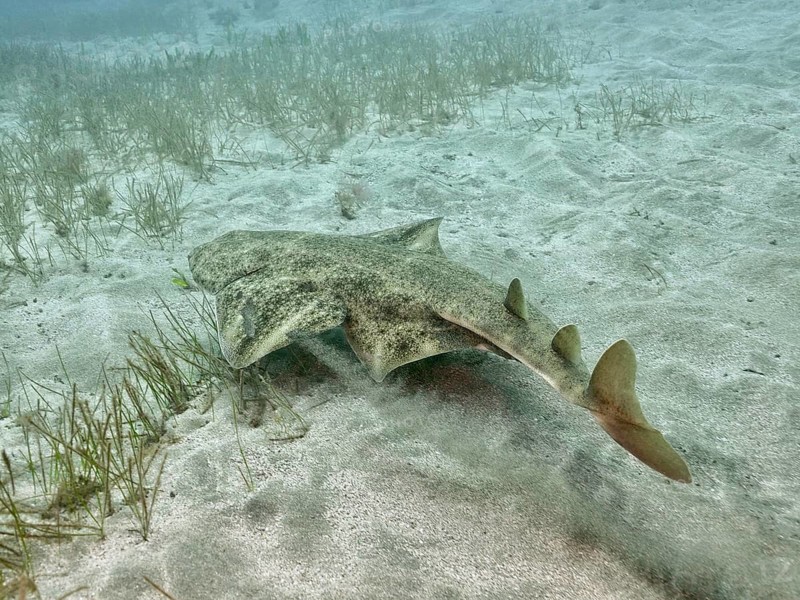 Angel shark (Squatina squatina) moving over the sandy seabed, fins visible, underwater. Dive site El Cabron Marine Reserve, Arinaga, Gran Canaria, Spain, Atlantic Ocean