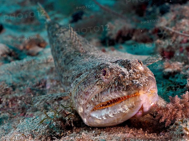 A lizardfish (Synodus saurus) camouflaged on the sandy seabed, almost invisible in the grey background. Dive site El Cabron marine reserve, Arinaga, Gran Canaria, Spain, Atlantic Ocean