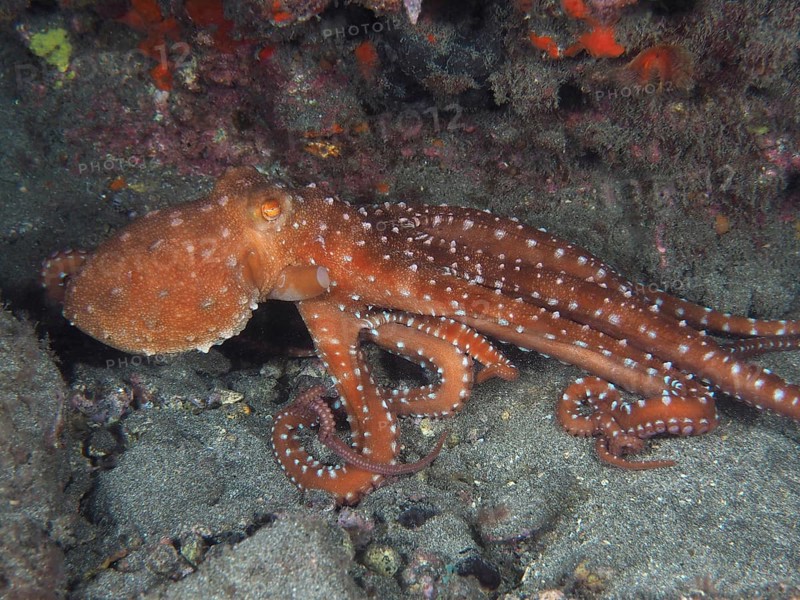 A rusty brown octopus, Callistoctopus macropus (Callistoctopus macropus), moves across the seabed. Dive site El Cabron Marine Reserve, Arinaga, Gran Canaria, Spain, Atlantic Ocean