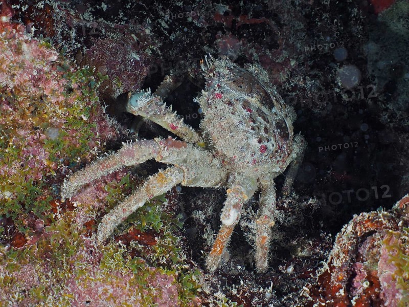 Camouflaged crab, West Indian spider crab (Maguimithrax spinosissimus), sits under an overhang and adapts to its sandy environment. Dive site John Pennekamp Coral Reef State Park, Key Largo, Florida Keys, Florida, USA