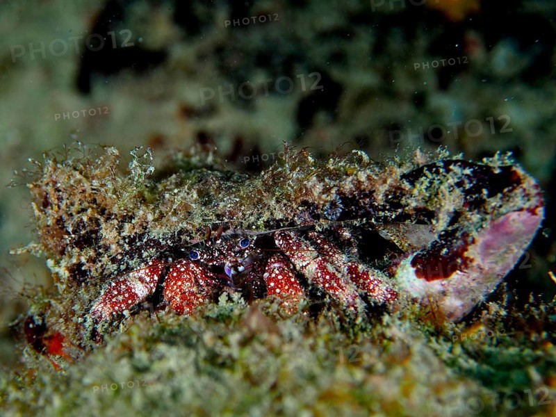 A hermit crab camouflaged in the coral reef with a large, rough shell, White-spotted hermit crab (Paguristes puncticeps) . Dive site Nursery, Pompano Beach, Florida, USA