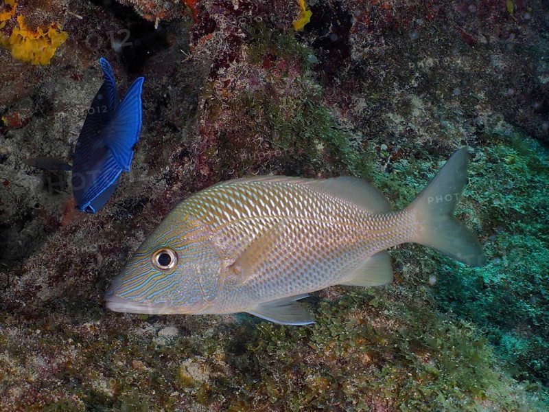 Great white grunt (Haemulon plumierii) swimming along a reef. Dive site John Pennekamp Coral Reef State Park, Key Largo, Florida Keys, Florida, USA