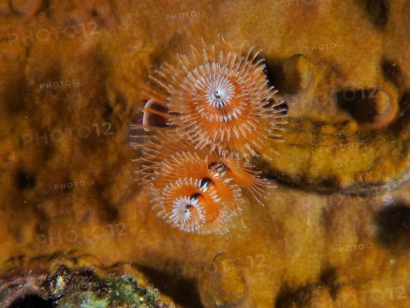 Spiral-shaped Christmas tree worm (Spirobranchus giganteus) in vivid orange colours on a seabed. Dive site John Pennekamp Coral Reef State Park, Key Largo, Florida Keys, Florida, USA
