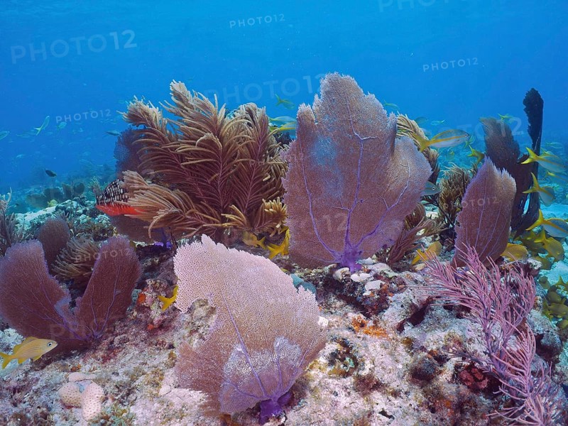 Coral reef with various soft corals, including Venus fans (Gorgonia ventalina) and fish in clear, blue sea water. Dive site John Pennekamp Coral Reef State Park, Key Largo, Florida Keys, Florida, USA