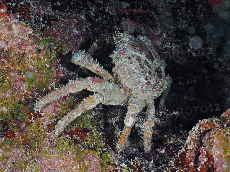 A spiny spider crab (Mithrax spinosissimus) hides between algae and reef structures on the seabed. Dive site John Pennekamp Coral Reef State Park, Key Largo, Florida Keys, Florida, USA
