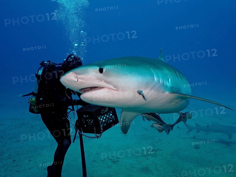 Diver with equipment next to a large tiger shark (Galeocerdo cuvier) surrounded by blue ocean water. Dive site Bonair, Jupiter, Florida, USA