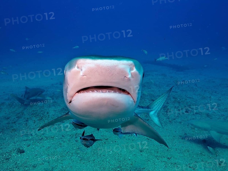 Close-up of a tiger shark (Galeocerdo cuvier) swimming towards the camera in the deep blue water of the ocean. Dive site Bonair, Jupiter, Florida, USA