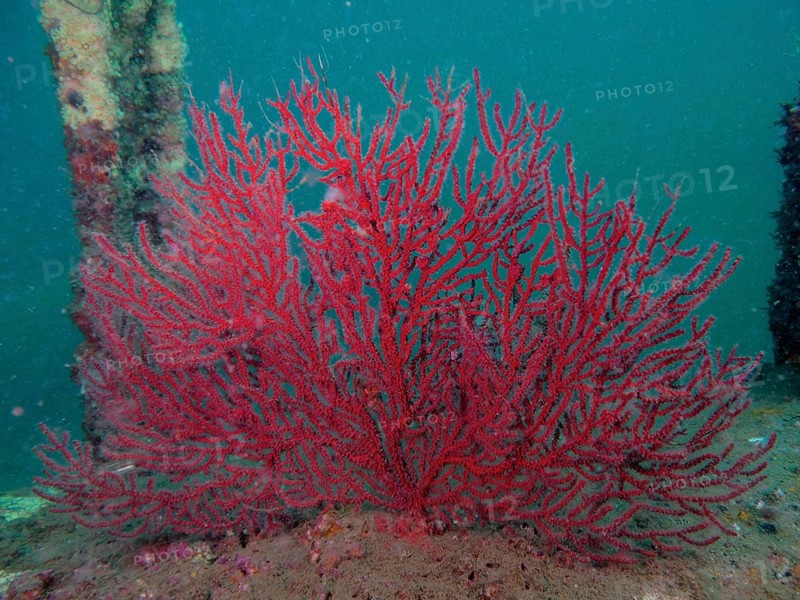 Red coral, deep-sea gorgonian (Iciligorgia schrammi), on sandy seabed, surrounded by aquatic plants, in clear, blue-green water. Dive site Amber Jack, Destin, Panhandle, Gulf of Mexico, Florida, USA