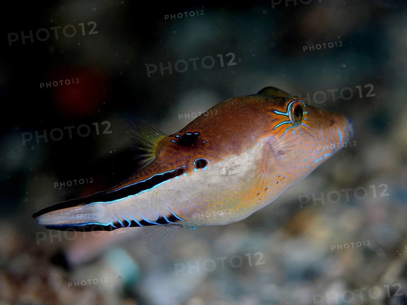 A brown fish with neon coloured accents, Congo pufferfish (Canthigaster rostrata), swims in an underwater environment. Dive site Blue Heron Bridge, Phil Foster Park, Riviera Beach, Florida, USA