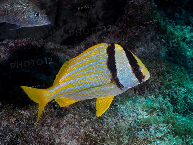 A yellow striped fish, pig grunt (Anisotremus virginicus), swims on a reef in the ocean. Dive site John Pennekamp Coral Reef State Park, Key Largo, Florida Keys, Florida, USA