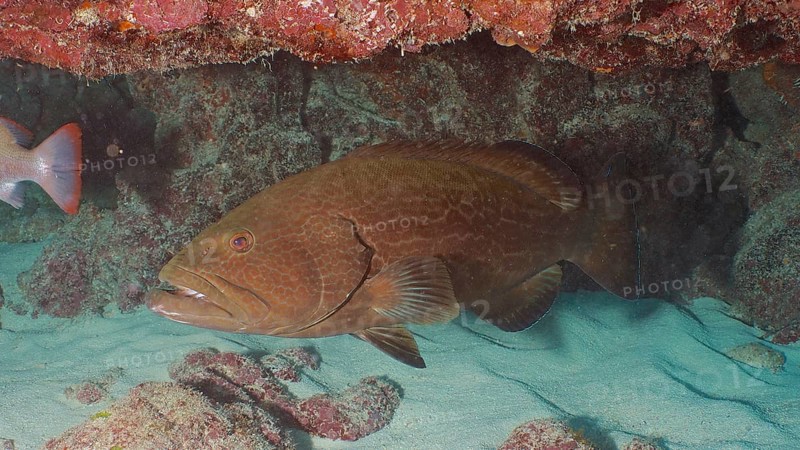 A large Black Grouper (Mycteroperca bonaci) hides under a reef on the sandy seabed. Dive site John Pennekamp Coral Reef State Park, Key Largo, Florida Keys, Florida, USA