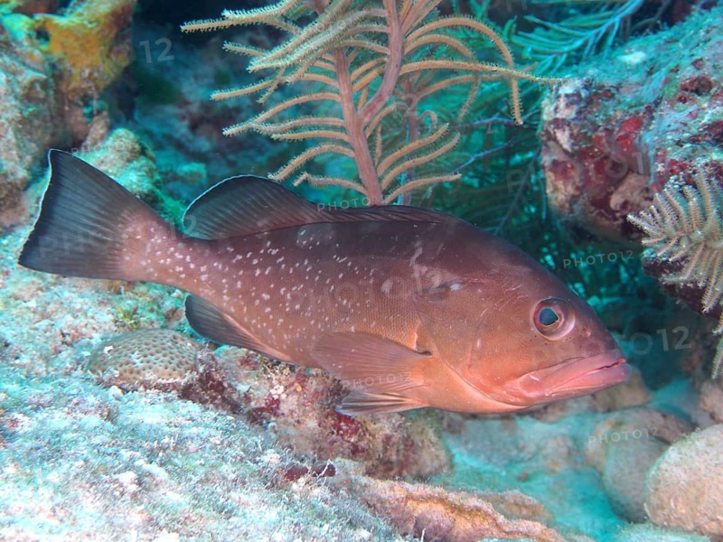 A single Black Grouper (Mycteroperca bonaci) near corals in an underwater landscape. Dive site John Pennekamp Coral Reef State Park, Key Largo, Florida Keys, Florida, USA