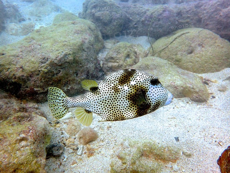 A pufferfish with a speckled pattern, blackspot boxfish (Lactophrys bicaudalis), swims over a sandy seabed. Dive site John Pennekamp Coral Reef State Park, Key Largo, Florida Keys, Florida, USA