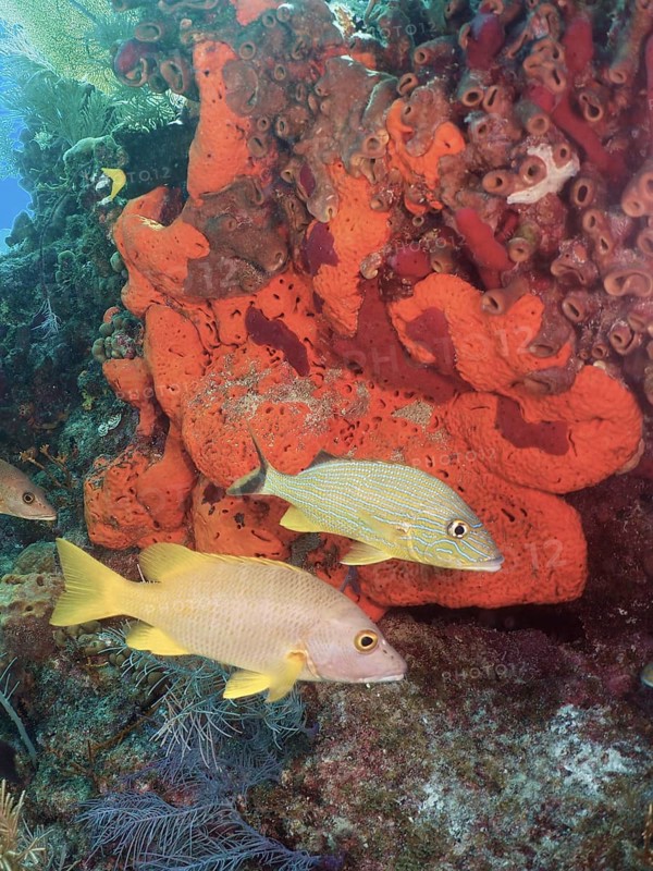 Colourful fish, schoolmaster snapper (Lutjanus apodus), swimming on a vibrant orange sea sponge in the ocean. Dive site John Pennekamp Coral Reef State Park, Key Largo, Florida Keys, Florida, USA