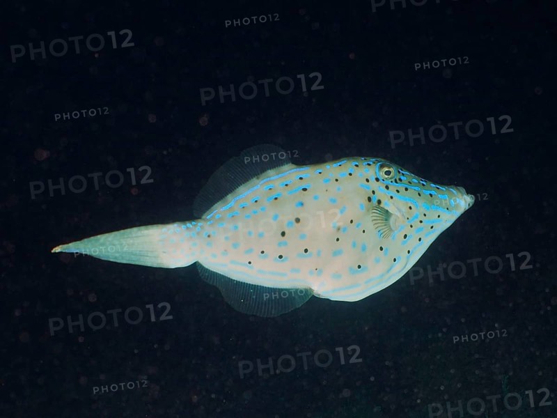 A fish with blue spots, script filefish (Aluterus scriptus), swims in a dark underwater environment. Dive site John Pennekamp Coral Reef State Park, Key Largo, Florida Keys, Florida, USA