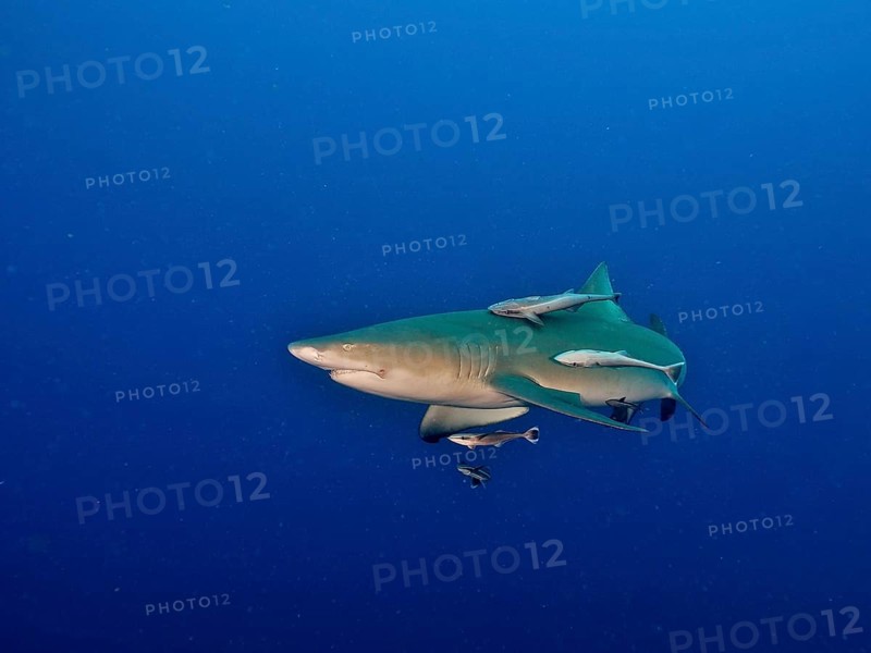 Lemon shark (Negaprion brevirostris) with several small fish, shipkeepers (Echeneidae), as company in the deep ocean. Dive site Lemon Drop, Jupiter, Florida, USA