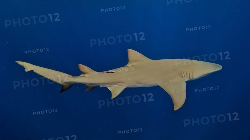 Slender lemon shark (Negaprion brevirostris) swimming in the blue waters of the ocean. Dive site Lemon Drop, Jupiter, Florida, USA