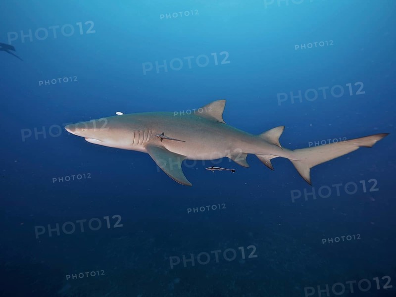 A lemon shark (Negaprion brevirostris) swims freely in the deep blue ocean, accompanied by a small fish, a ship keeper (Echeneidae) . Dive site Lemon Drop, Jupiter, Florida, USA