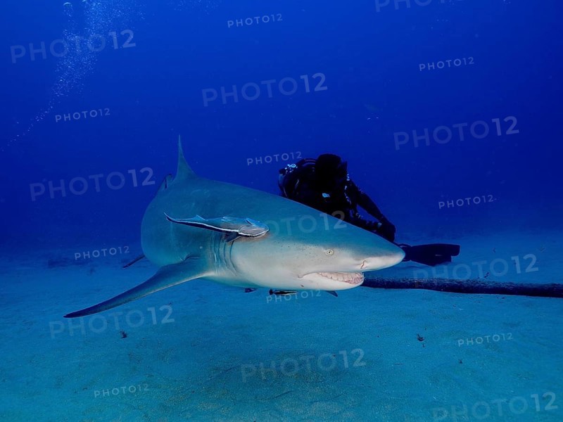 Lemon shark (Negaprion brevirostris) swimming close to a diver in deep blue water. Dive site Bonair, Jupiter, Florida, USA