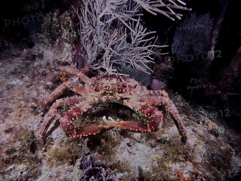 Large crab with distinctive claws and dotted shell, West Indian spider crab (Maguimithrax spinosissimus), moving across the seabed. Dive site John Pennekamp Coral Reef State Park, Key Largo, Florida Keys, Florida, USA