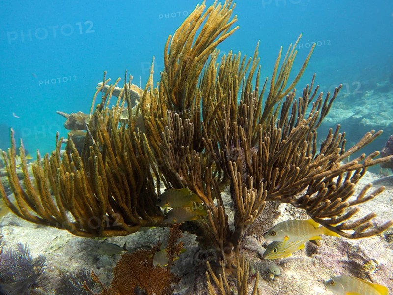 Arched shrub gorgonian (Plexaura flexuosa) with yellow fish in dynamic underwater movement. Dive site John Pennekamp Coral Reef State Park, Key Largo, Florida Keys, Florida, USA